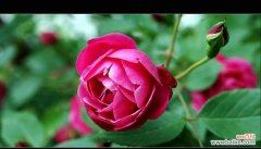 月季花语的起源是什么？它代表了哪些传统意义？