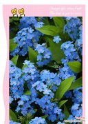 哪种花代表着永恒的记忆？