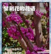 你能识别这种花并告诉我它的花语吗？