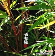 探索竹子的文化内涵与精神价值 竹子的象征意义