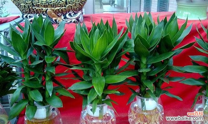 探索竹子的内涵与意义 竹子的寓意与象征意义