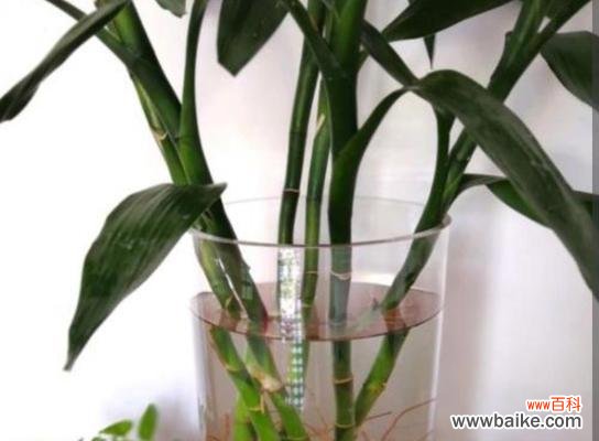 探索竹子的内涵与意义 竹子的寓意与象征意义