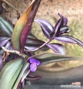 生命力旺盛的竹子，给我们带来什么启示 竹子之美——寓意与花语