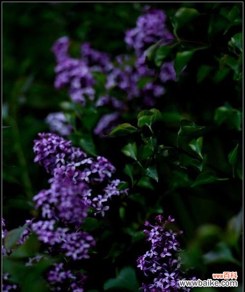 揭开紫丁香的神秘面纱,探寻其深层含义 紫丁香的寓意与象征意义