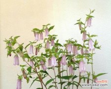 探索紫斑风铃草的美丽与神秘 紫斑风铃草的花语与寓意