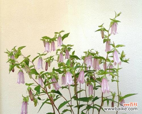 探索紫斑风铃草的美丽与神秘 紫斑风铃草的花语与寓意