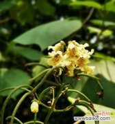 叶落归根，坚韧不拔 梓树的象征与寓意