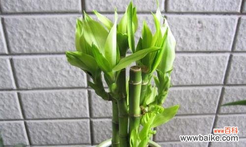 金边富贵竹的花语及养护方法 金边富贵竹花语