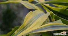 金边富贵竹的花语及养护方法 金边富贵竹花语