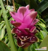 探寻姜荷花的深意，解读花语传递的情感 姜荷花的花语与意义