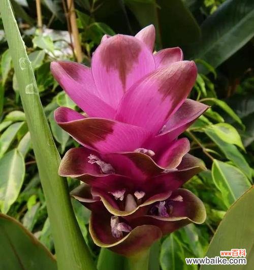 探寻姜荷花的深意，解读花语传递的情感 姜荷花的花语与意义