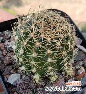 揭开金星仙人球的花语秘密,让你感受大自然的灵性 金星仙人球