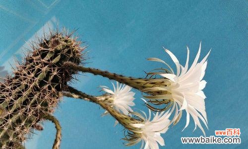 揭开金星仙人球的花语秘密,让你感受大自然的灵性 金星仙人球