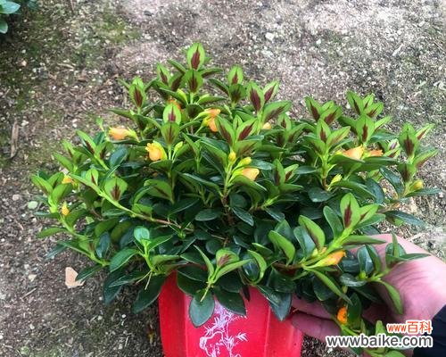 寓意深远的小金鱼吊兰花，让你拥抱变革的力量 小金鱼吊兰花