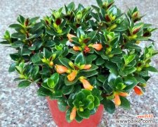 寓意深远的小金鱼吊兰花，让你拥抱变革的力量 小金鱼吊兰花