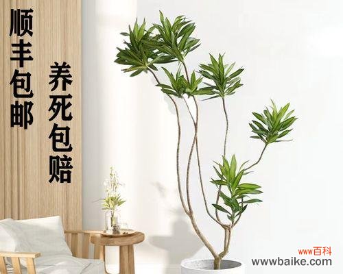 用金心百合竹传递生命中的重要情感与祝福 金心百合竹花语