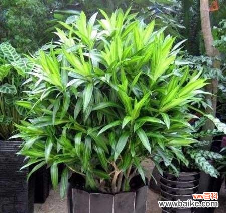 用金心百合竹传递生命中的重要情感与祝福 金心百合竹花语