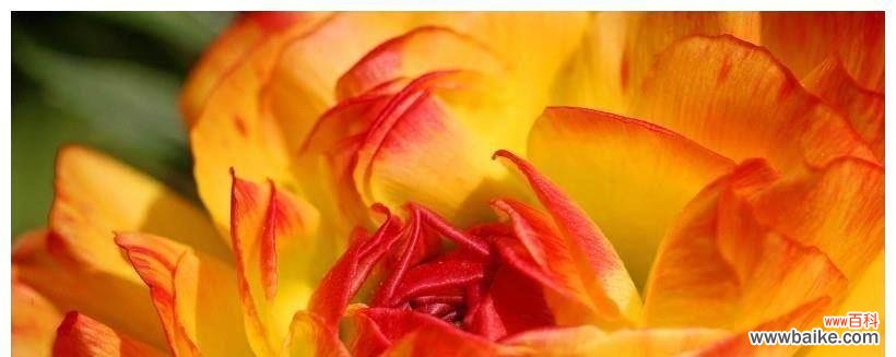 桃花如此妖艳,刀下如何守护命运? 九月桃花刀