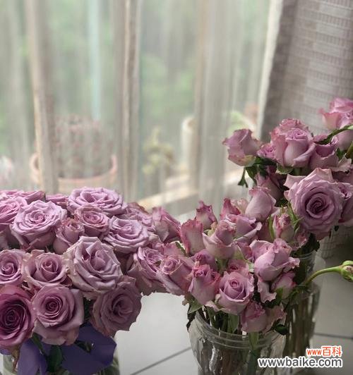 探寻九星蓝狐玫瑰的神秘面纱 九星蓝狐玫瑰的花语与寓意