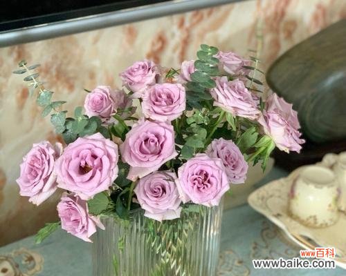 探寻九星蓝狐玫瑰的神秘面纱 九星蓝狐玫瑰的花语与寓意