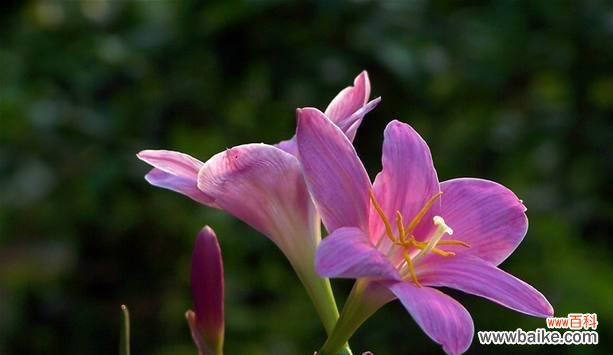 探寻生命之美，韭兰花为导向 以韭兰花语喻人生