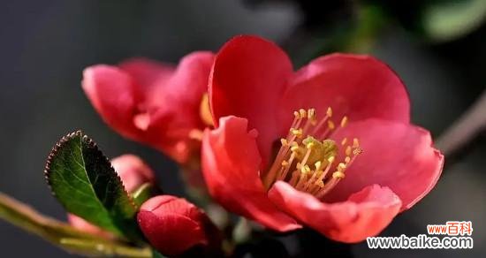 传承千年的美丽与深情 海棠花的象征意义