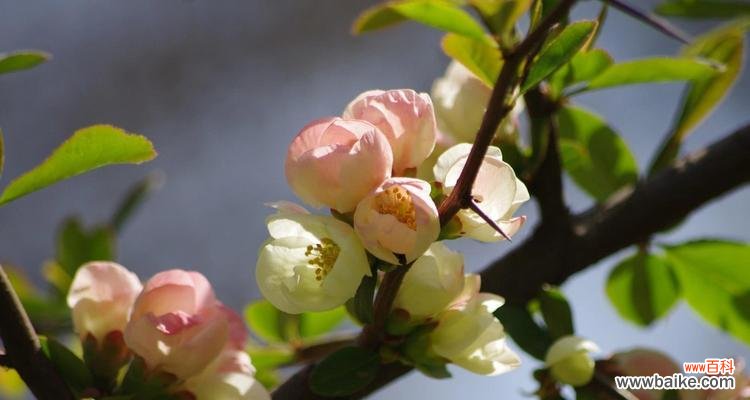探索海棠花所象征的优雅 海棠花