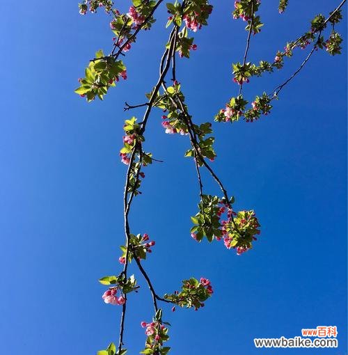 传承千年的花语之美 海棠花的寓意与象征