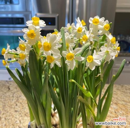 水仙花语的含义是什么？水仙象征着什么？