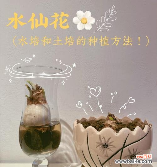 水仙花语的含义是什么？水仙象征着什么？