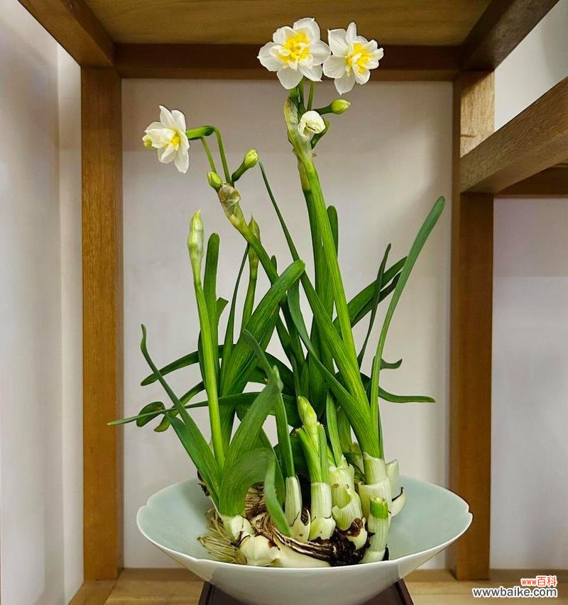 水仙花语的含义是什么？水仙象征着什么？