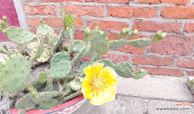 仙人掌的两种花语分别是什么？仙人掌花语有何不同？