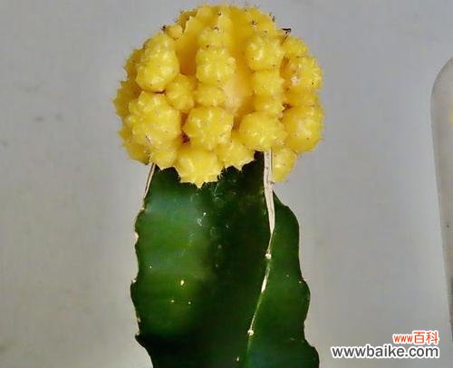 仙人掌的两种花语分别是什么？仙人掌花语有何不同？