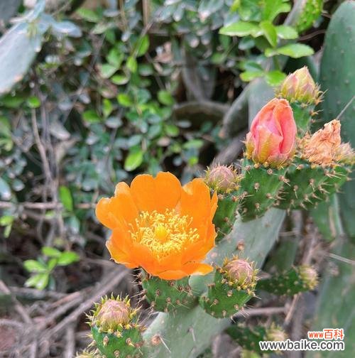 仙人掌的两种花语分别是什么？仙人掌花语有何不同？