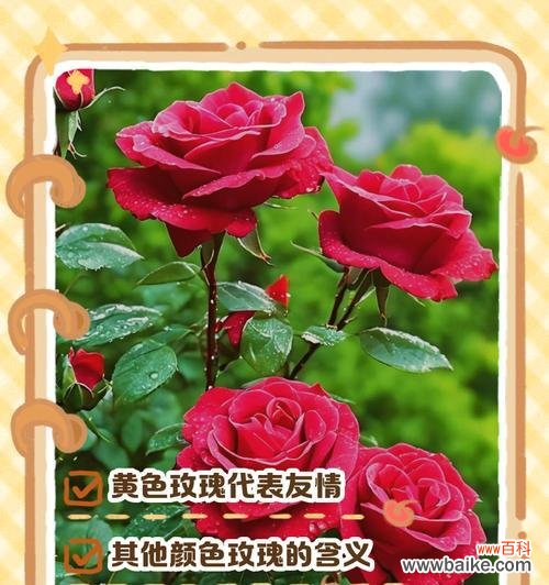 两束单支玫瑰花的含义是什么？