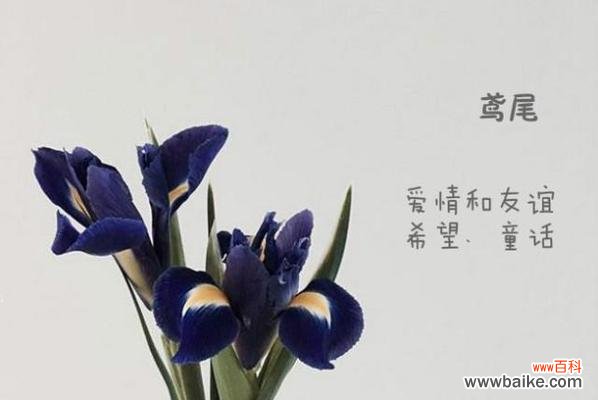 朋友的花花语是什么?如何通过花语表达友情?