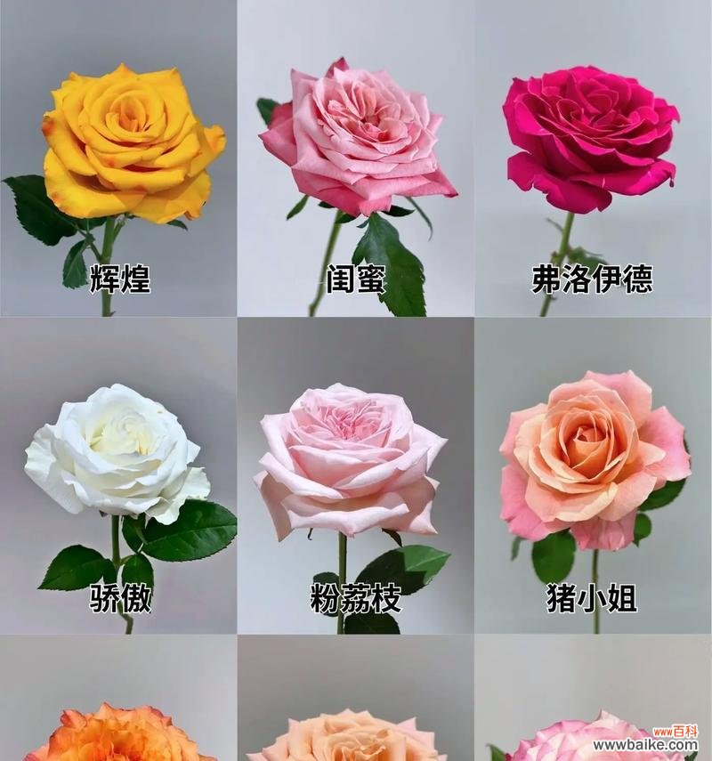 15朵玫瑰花代表的寓意是什么?