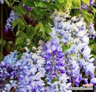 紫藤花语中平凡的含义是什么？它传递了哪些情感？