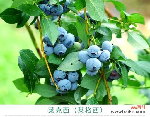 西兰蓝莓的花语是什么?花语探索的花是什么花啊?