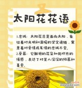 花朵名称和寓意有哪些？它们的花语是什么？