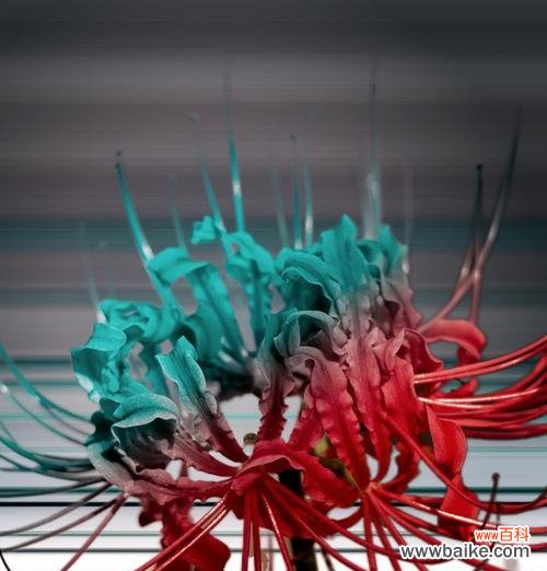 彼岸花代表了什么寓意?