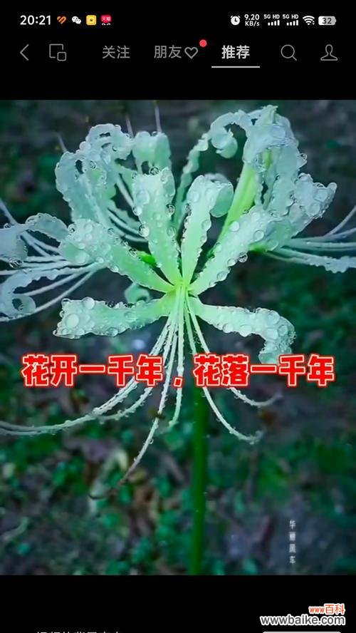 彼岸花代表了什么寓意?