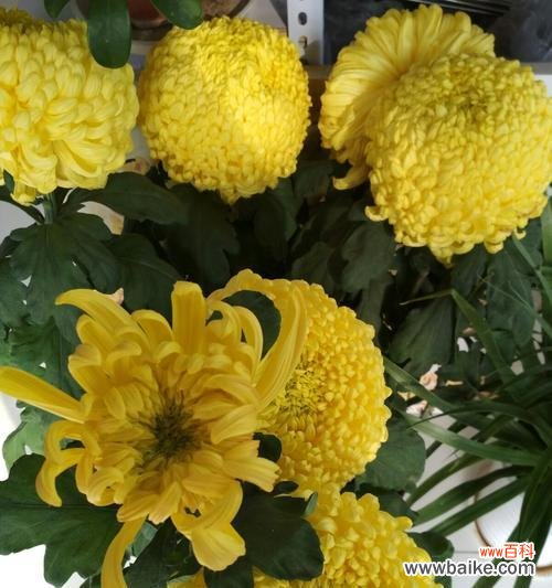 探索菊花花语的象征意义与文化价值 菊花特性花语