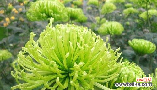 探索菊花的色彩世界与深刻寓意 菊花之美