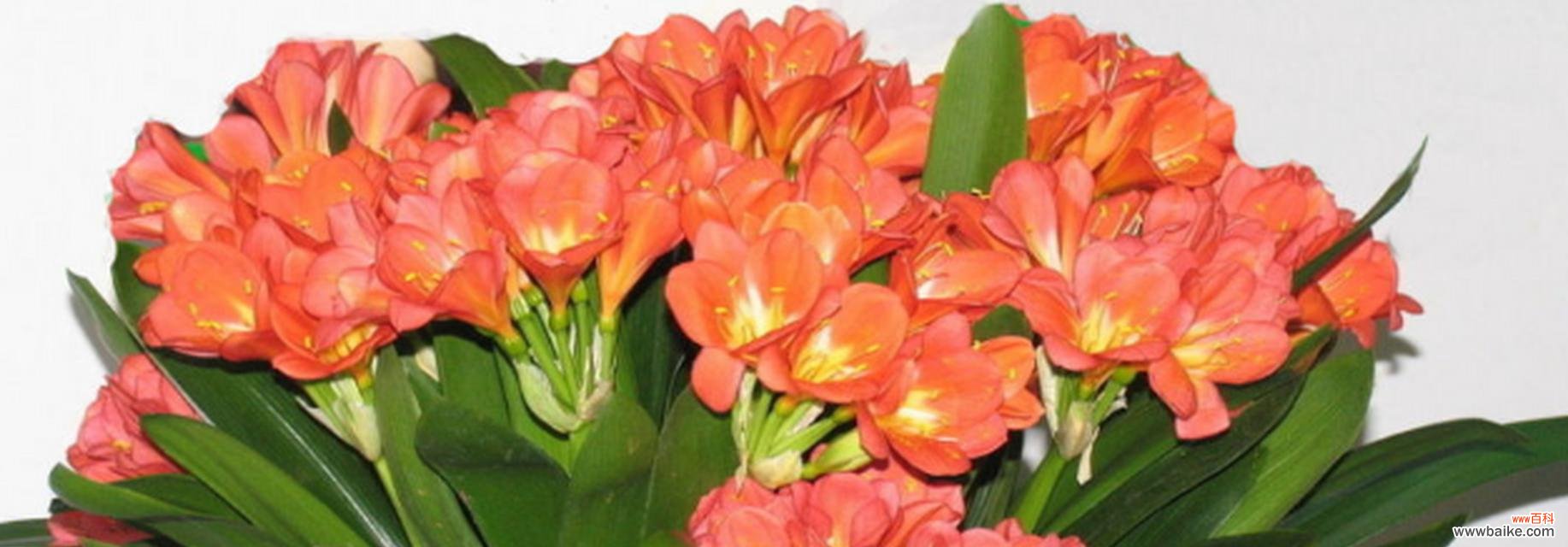 探索君子兰的花语与象征,传递美好与祝福 以君子兰花语和象征的美丽与寓意