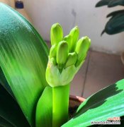 探索君子兰的花语与象征，传递美好与祝福 以君子兰花语和象征的美丽与寓意