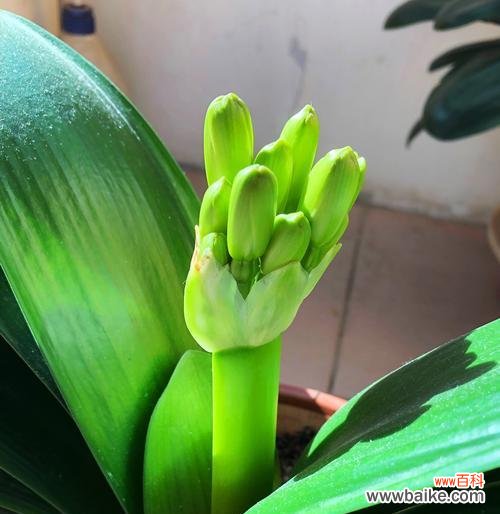 探索君子兰的花语与象征,传递美好与祝福 以君子兰花语和象征的美丽与寓意