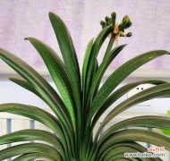 探寻君子兰花名背后的意义与象征 君子兰的花名代表什么？