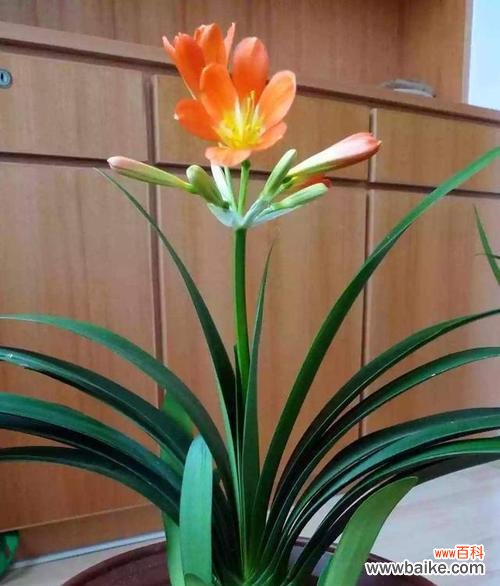 领悟品质的美丽 君子兰花的象征意义