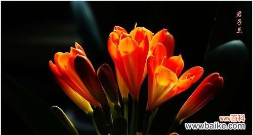 追寻真善美的高尚品质 君子兰花的花语与意义